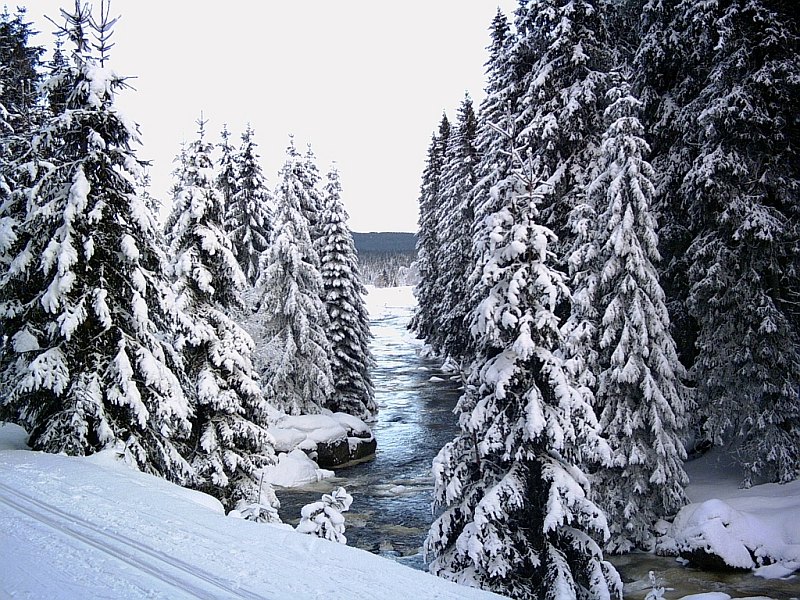 Šumava na běžkách